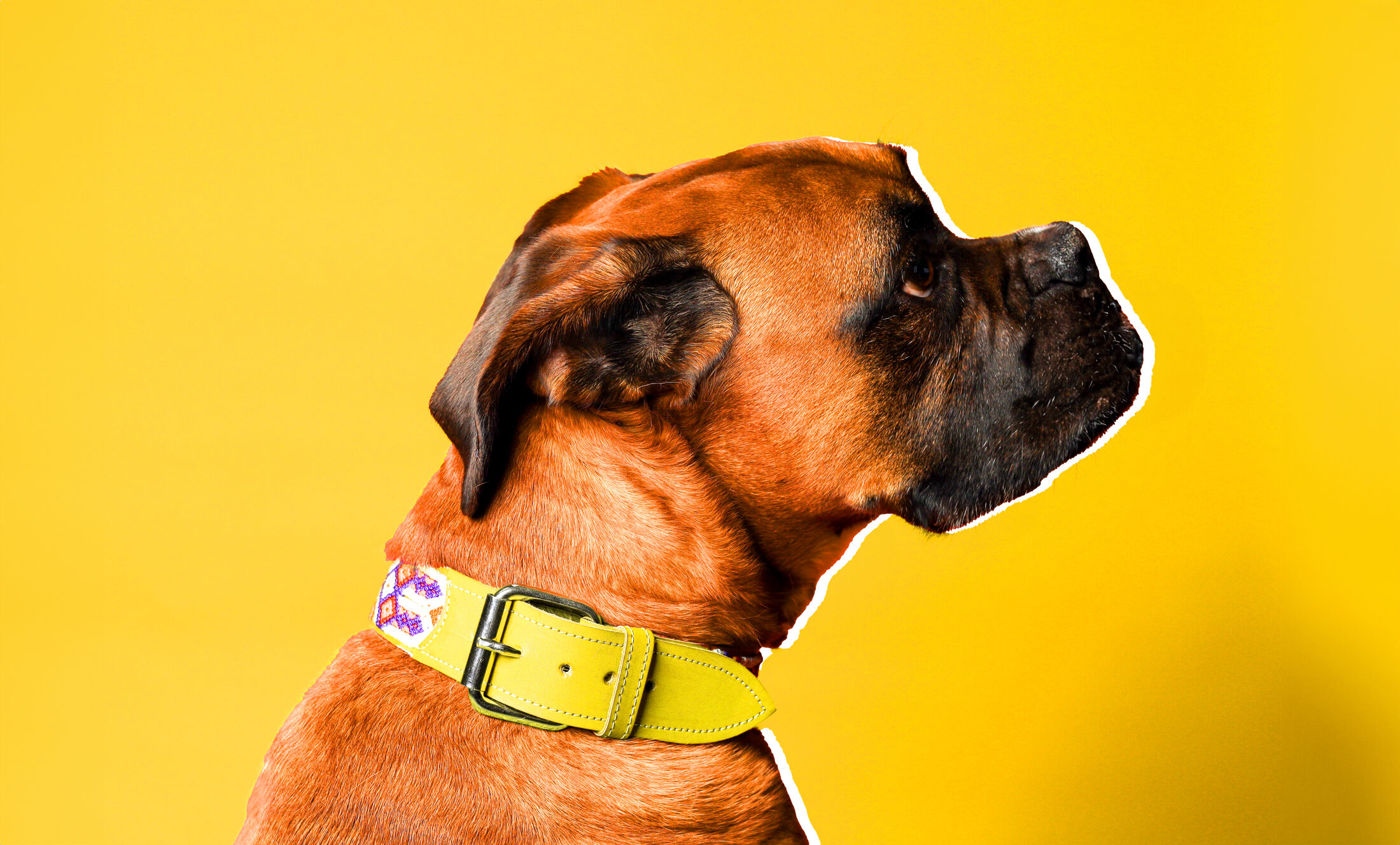 Pet portrait